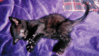 Autumn's baby kitten at four weeks...I think