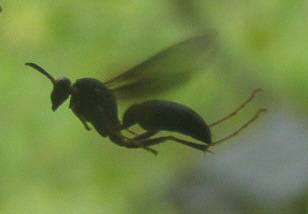 A wasp flying around in my front yard.