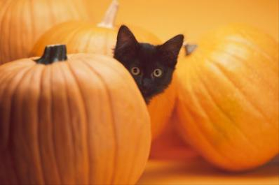 Black Cat & Pumpkins