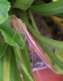 A praying mantis at my store-become our mascot!