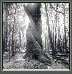 Twisted Oak image