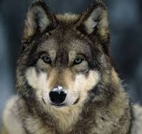 Beautiful Grey Wolf. I love him.