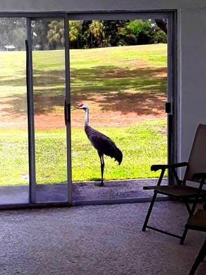 big bird at my porch door