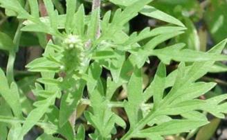 Ragweed ~  No description included. 
Photo posted with permission.
